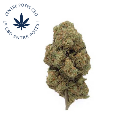 Acapulco Gold CBD – Glass-House