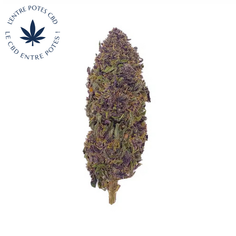 Purple Haze CBD – Glass-house